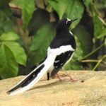 Black-backed Forktail