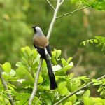 Grey Treepie