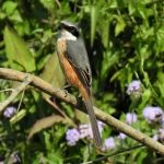 Grey-backed Shrike