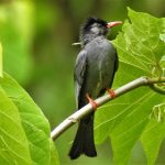 Himalayan Black Bulbul