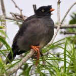 Jungle Myna