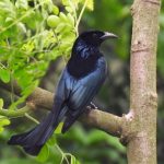 SpangledHair-crested Drongo