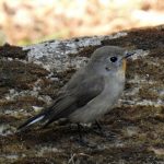 Taiga Flycatcher